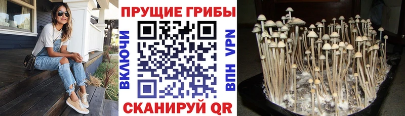 купить наркоту  Тара  кракен онион  Галлюциногенные грибы мицелий 